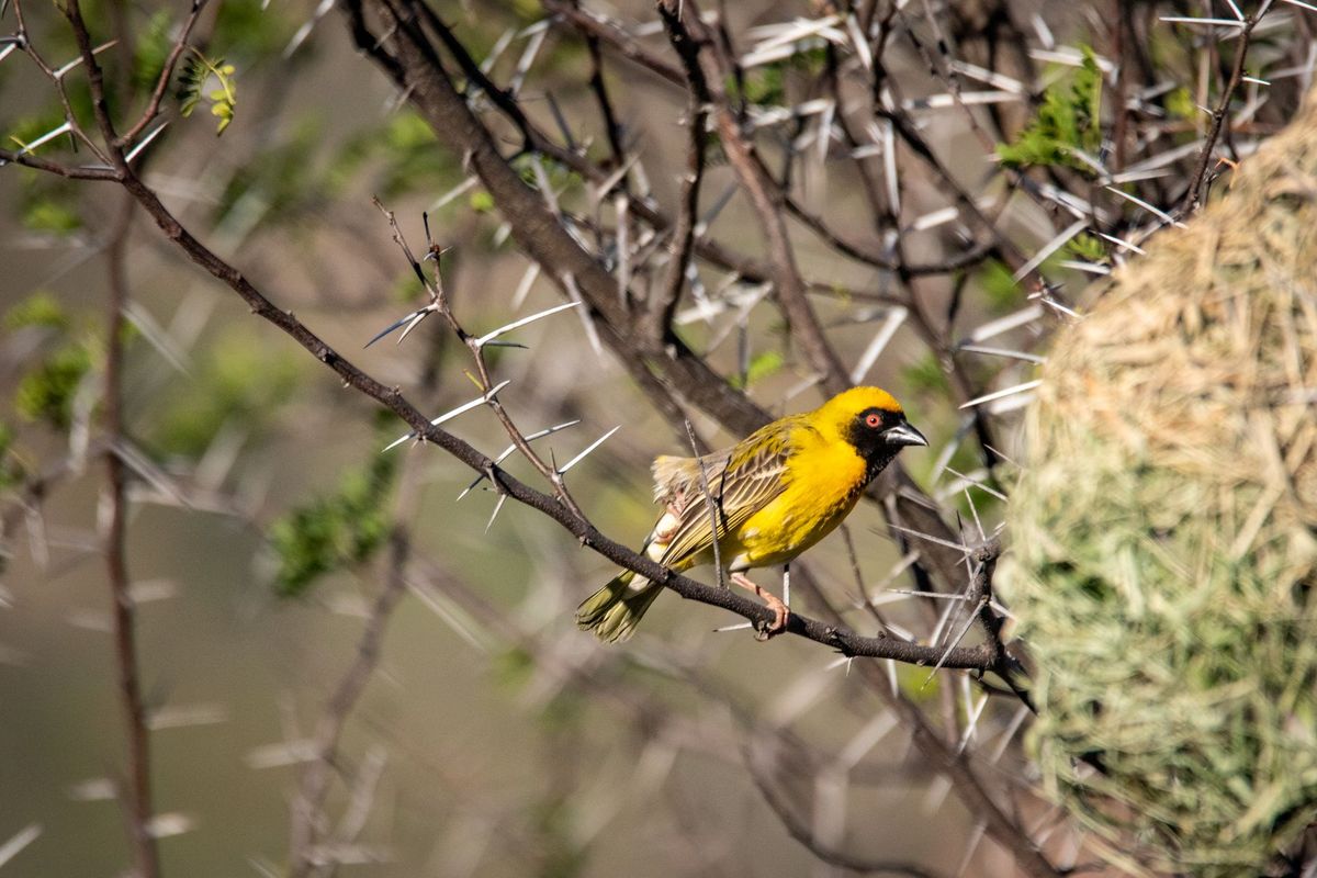 Rüppell’s Weaver’s intricate nests fascinate Dhofar visitors