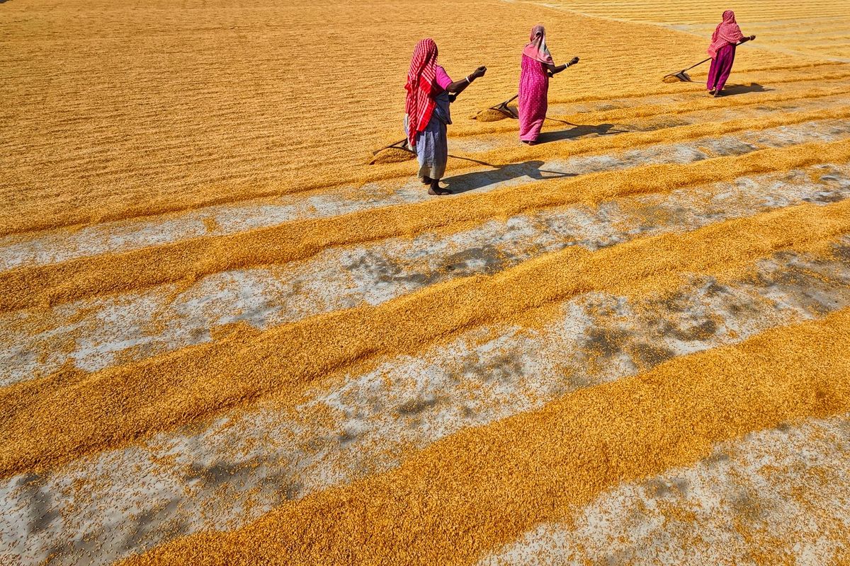 Orissa High Court allows women SHGs to participate in paddy procurement for KMS 2026-27