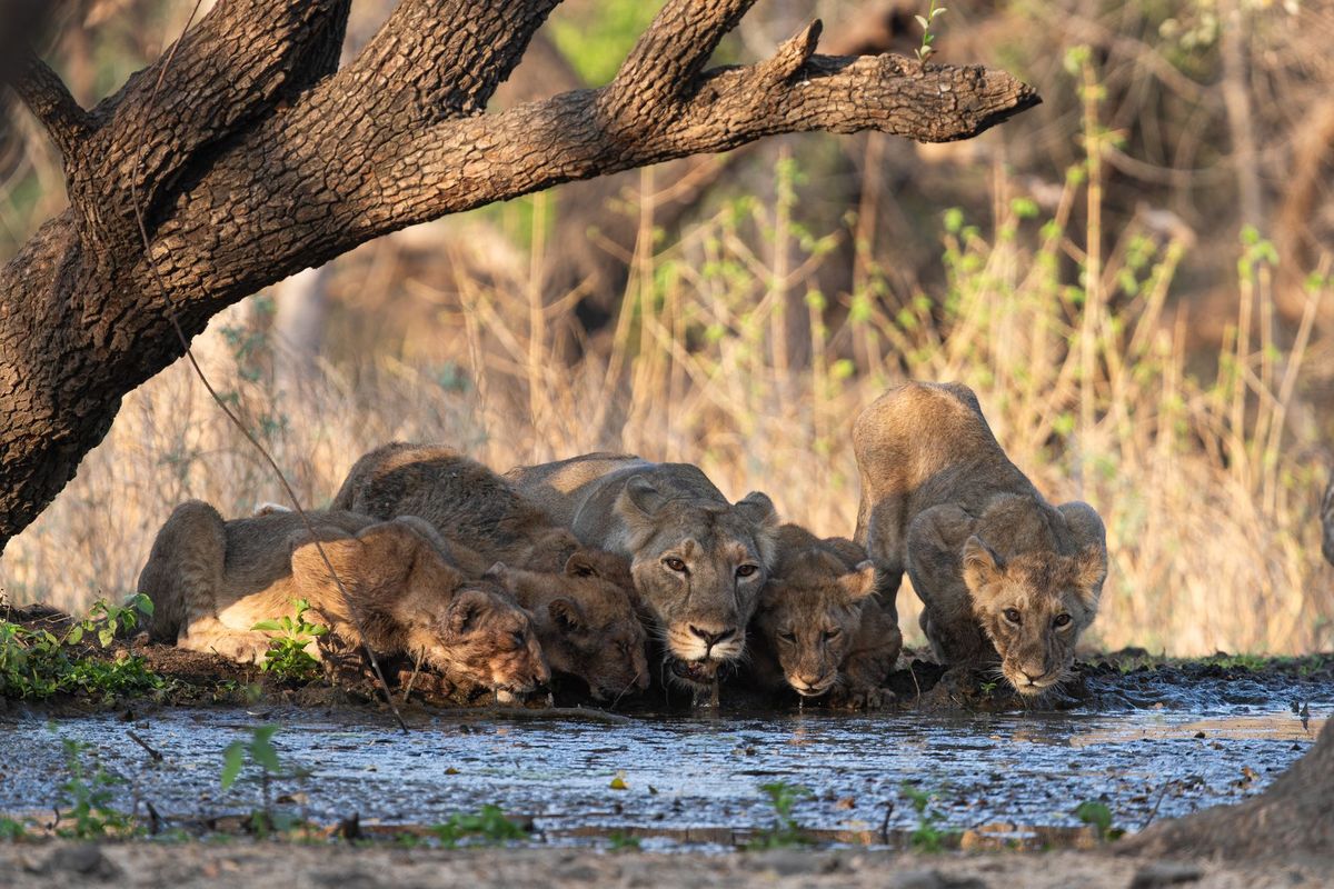 Prince Mohammed bin Salman Royal Reserve plans historic return of endangered Asiatic lion