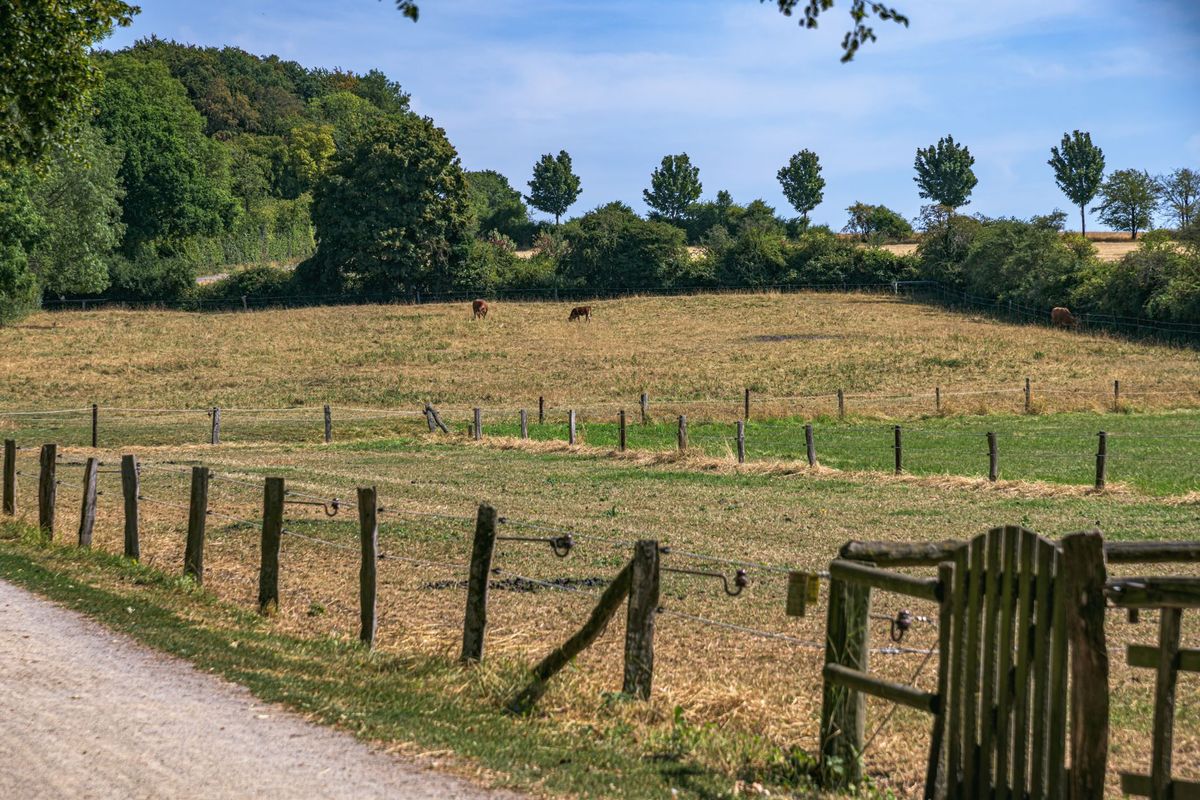 Heatwave Deaths Hit 12,500 in Germany