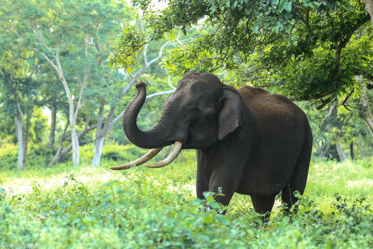 Mystery deepens after jumbo carcass found on Elephant Day in Sambalpur