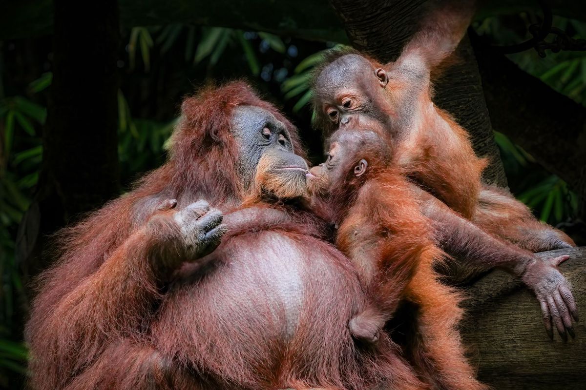 How did 5 orangutans end up in an Odisha forest? A black SUV may hold a clue