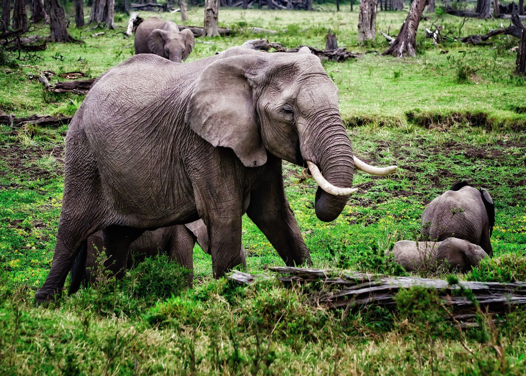 Cyanide in tomato pesticide killed 15 elephants, Kenyan officials suspect
