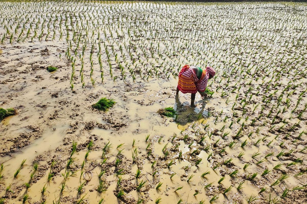ପାଠ୍ୟ ପୁସ୍ତକ ପରେ ଏବେ ବିବାଦରେ ଚାଷୀ ପଞ୍ଜୀକରଣ, ମାଳମାଳ ଇଂରାଜୀ ଶବ୍ଦ, ଜଟିଳ ହେଲାଣି ପଞ୍ଜୀକରଣ ପ୍ରକ୍ରିୟା