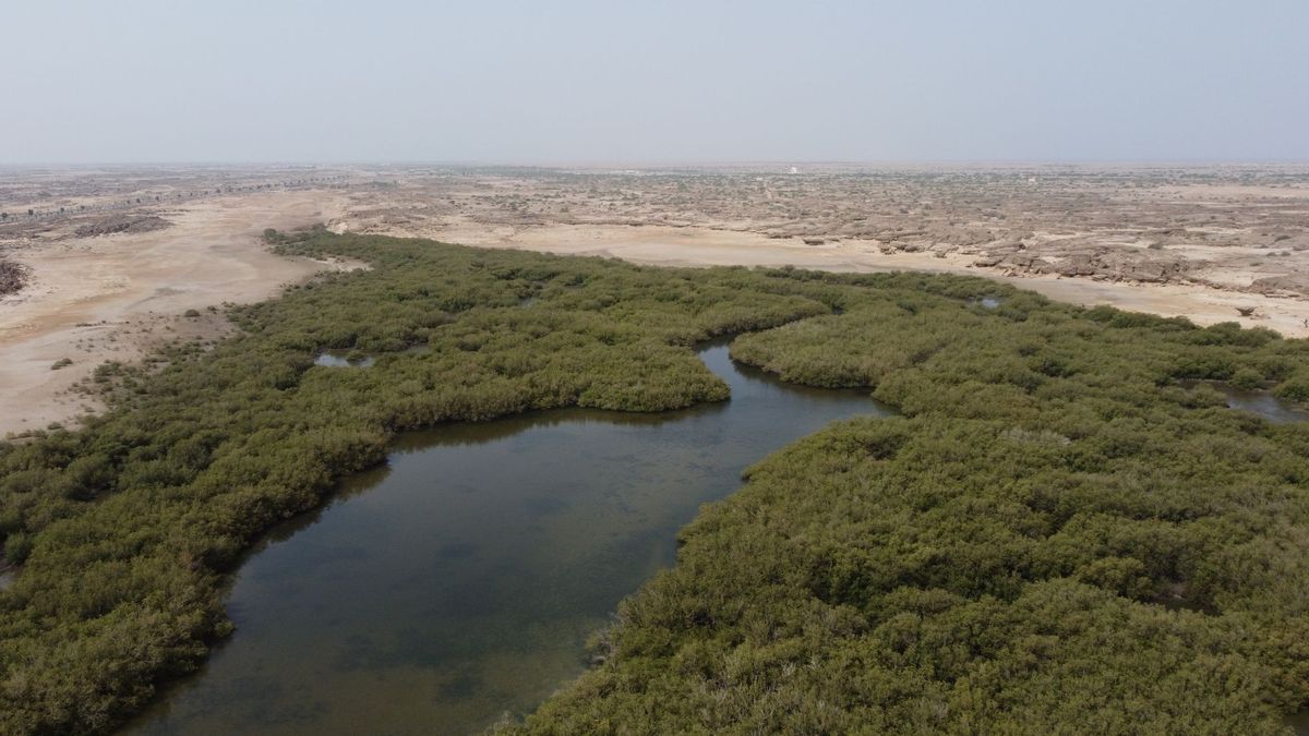 Saudi Arabia achieves 69% reduction in ozone-depleting substances, bolstering global environmental action
