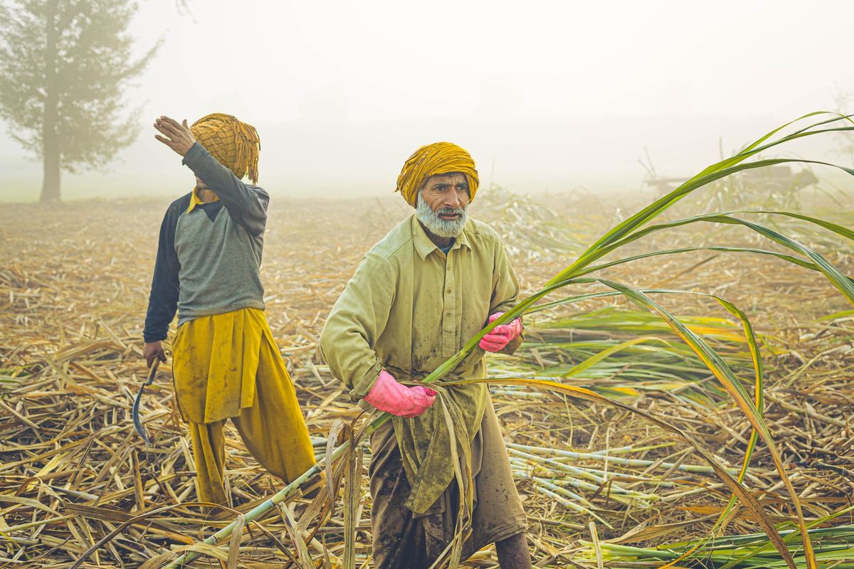 Sugar prices hit record high! Government planning to cut sugarcane use for Ethanol