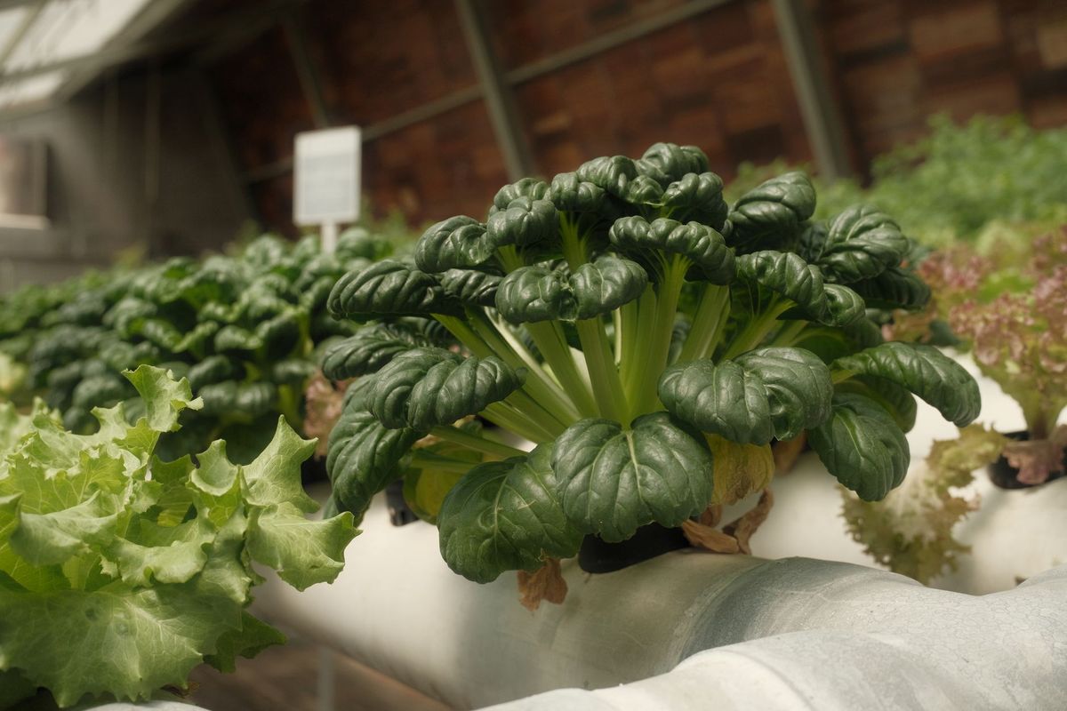 Research project explores harvesting water from air for sustainable agriculture in Oman
