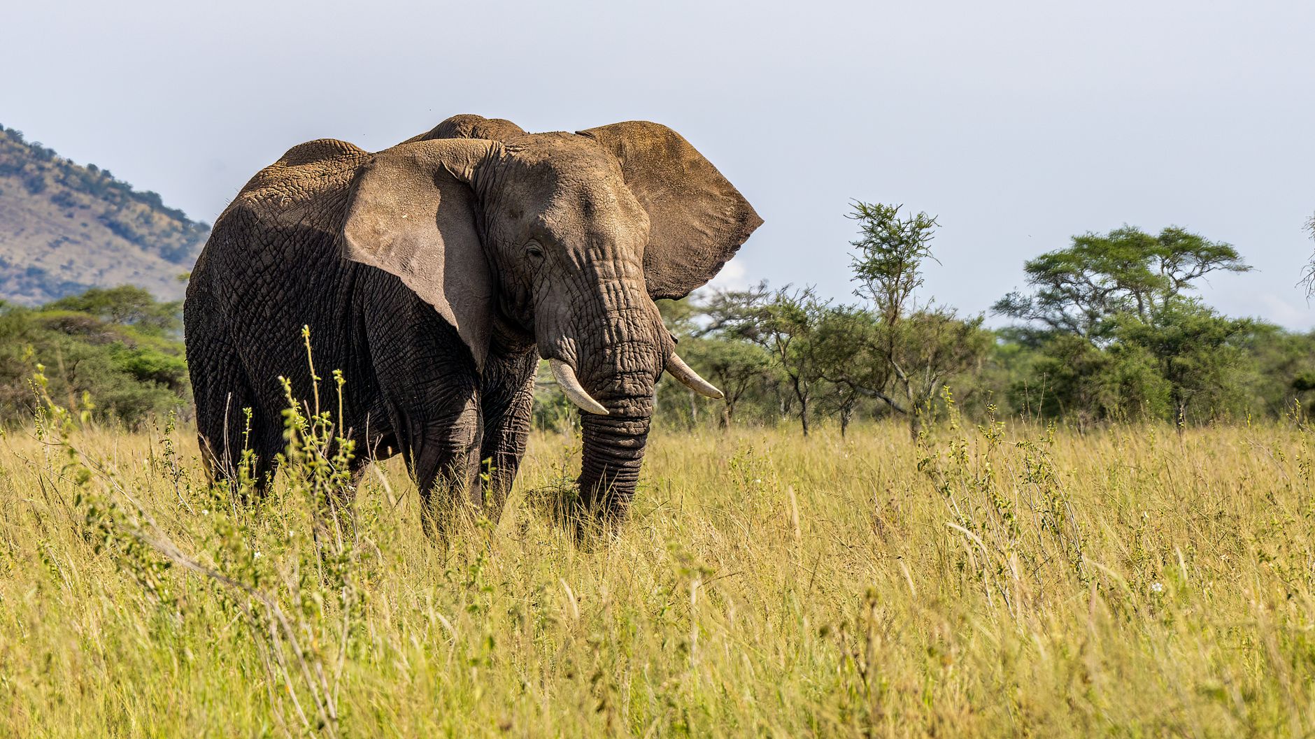 Mysterious deaths of 14 elephants in Kenya prompts urgent inquiry