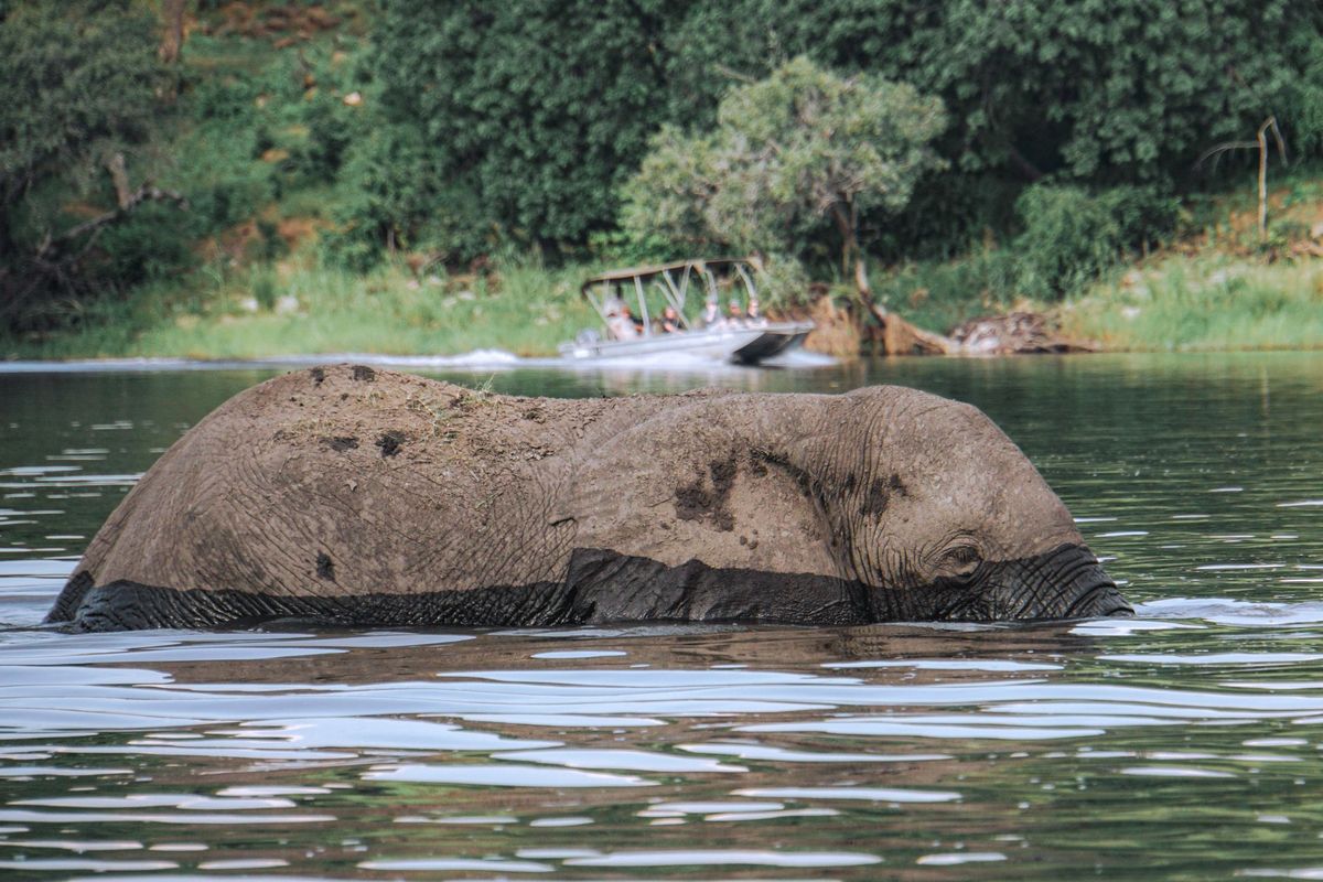 Rare Video captures hippo charging tourist boat in Botswana