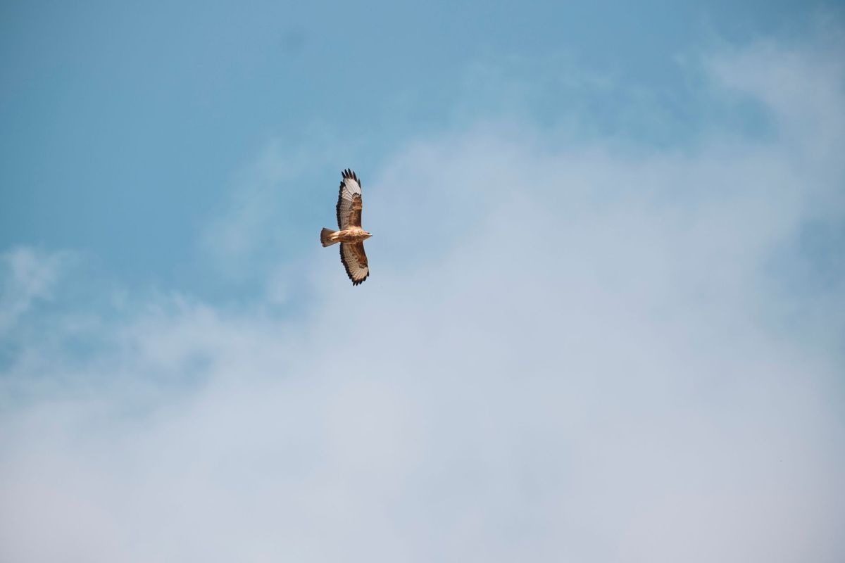 Kidnapped rare Serbian eagle freed into wild after rescue