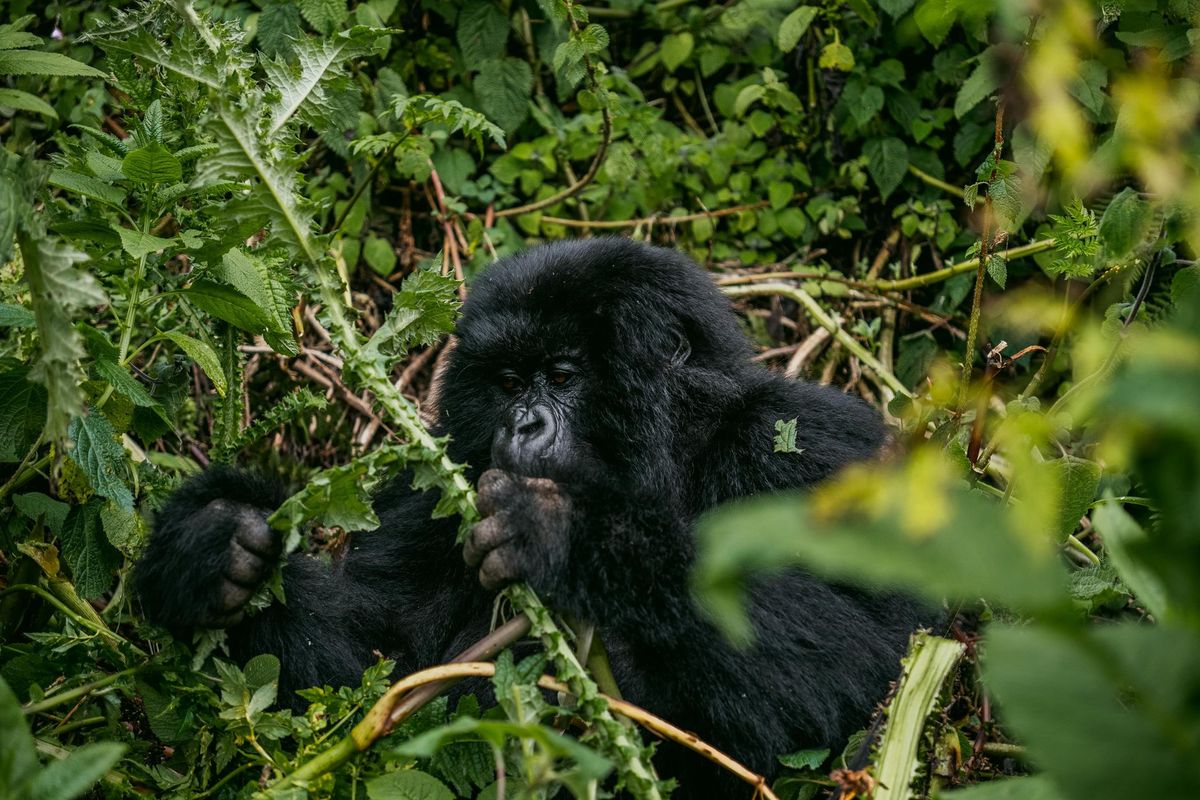 Rwanda marks 21st Kwita Izina, Qatar Olympic champion Barshim among gorilla Namers