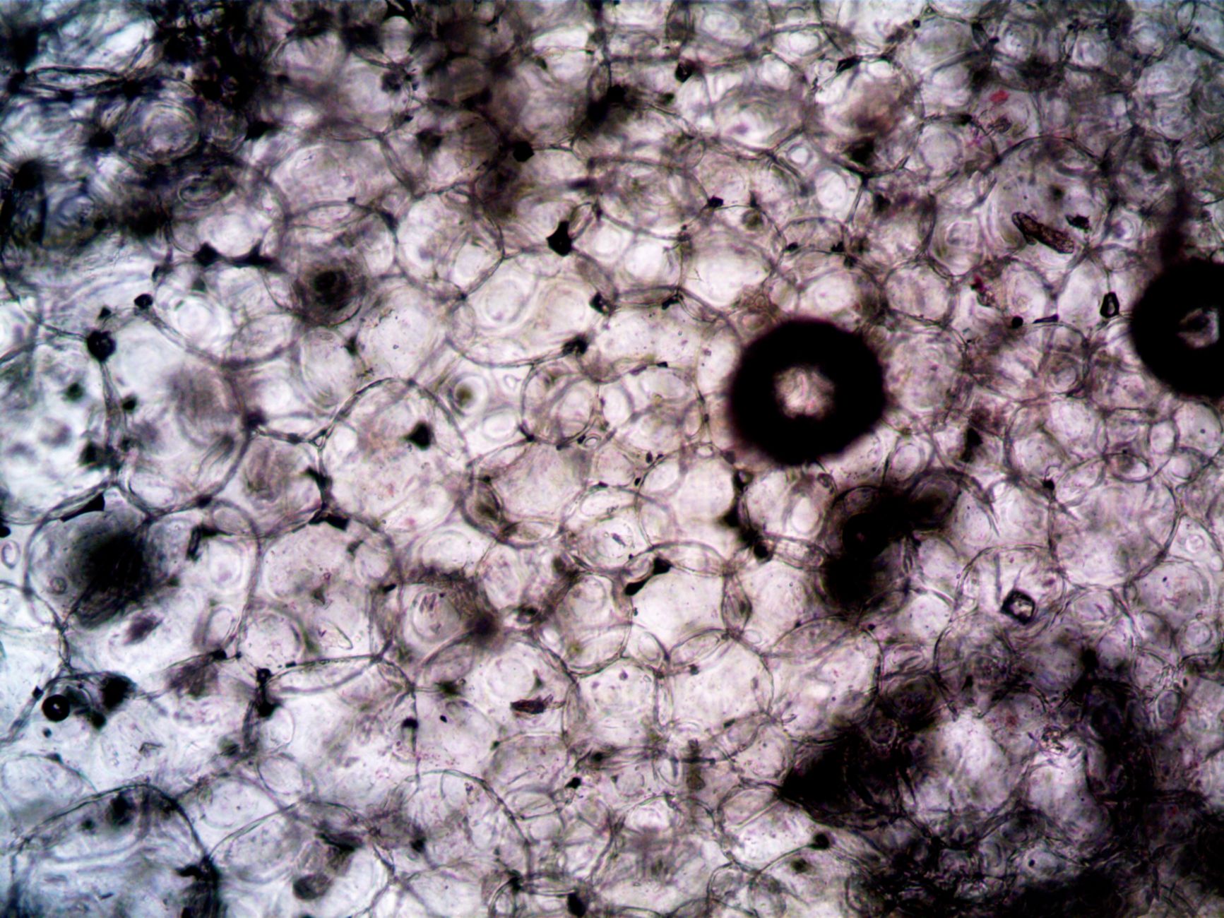 This Cancer Spreads Without a Virus: Rare Fish Discovery Stuns Scientists