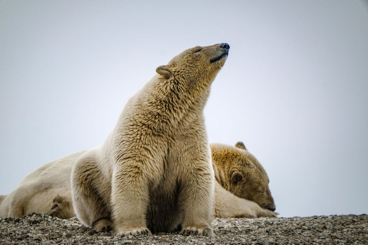 Person fined after using foghorn to wake sleeping polar bear