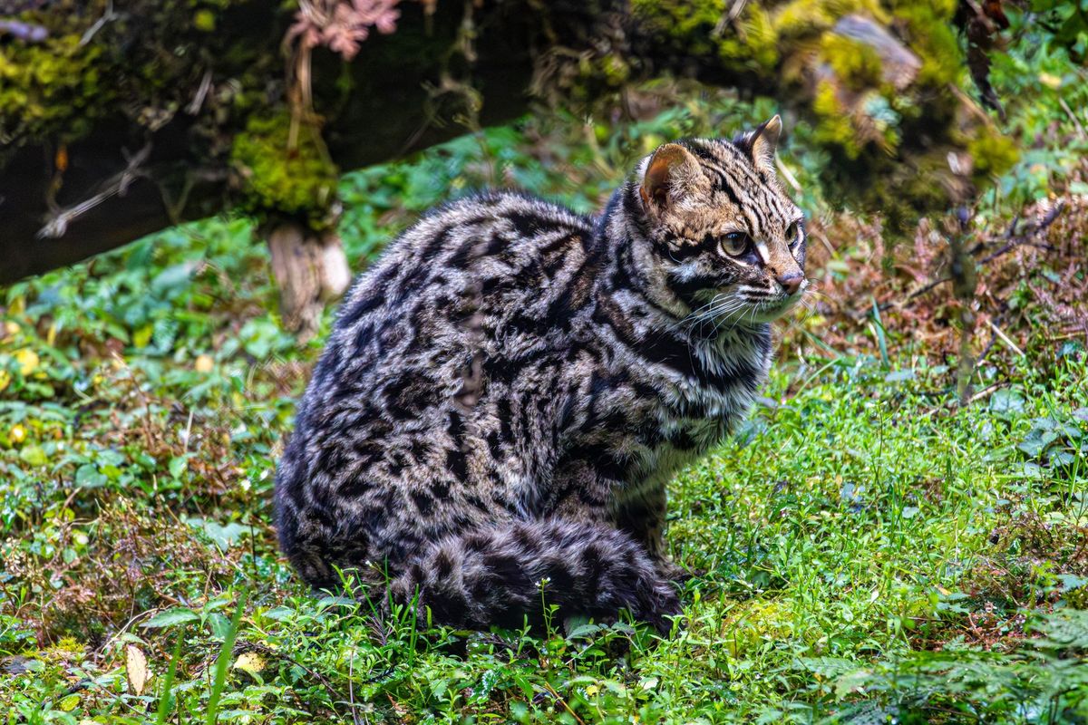 New wild cat species discovered - with only one known living member