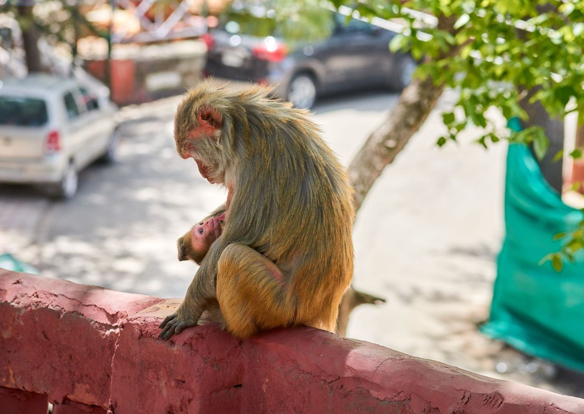 Monkey Walks Into Liquor Shop, Drinks Vodka and Sleeps on Cartons
