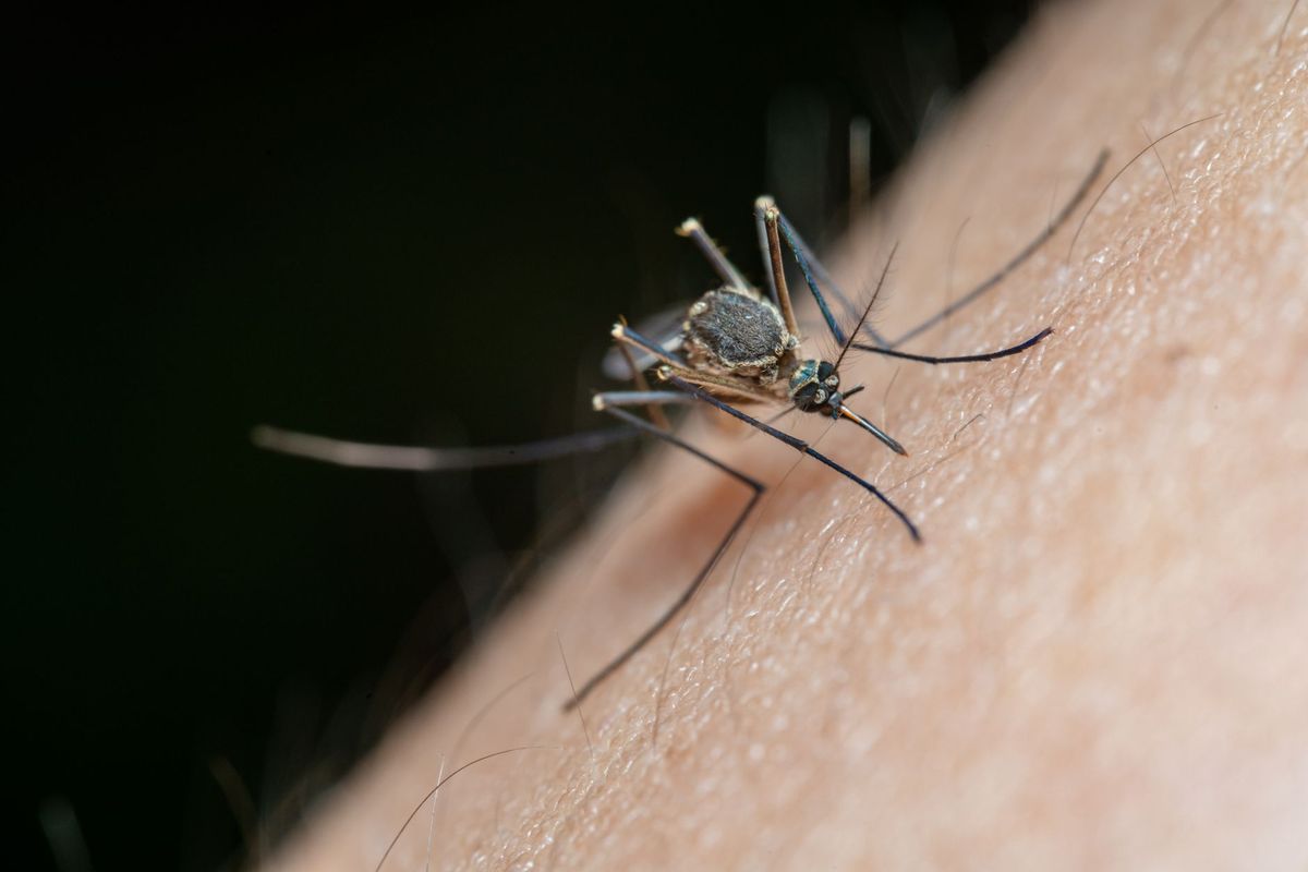Why do people respond differently to mosquito bites? A scientist explains