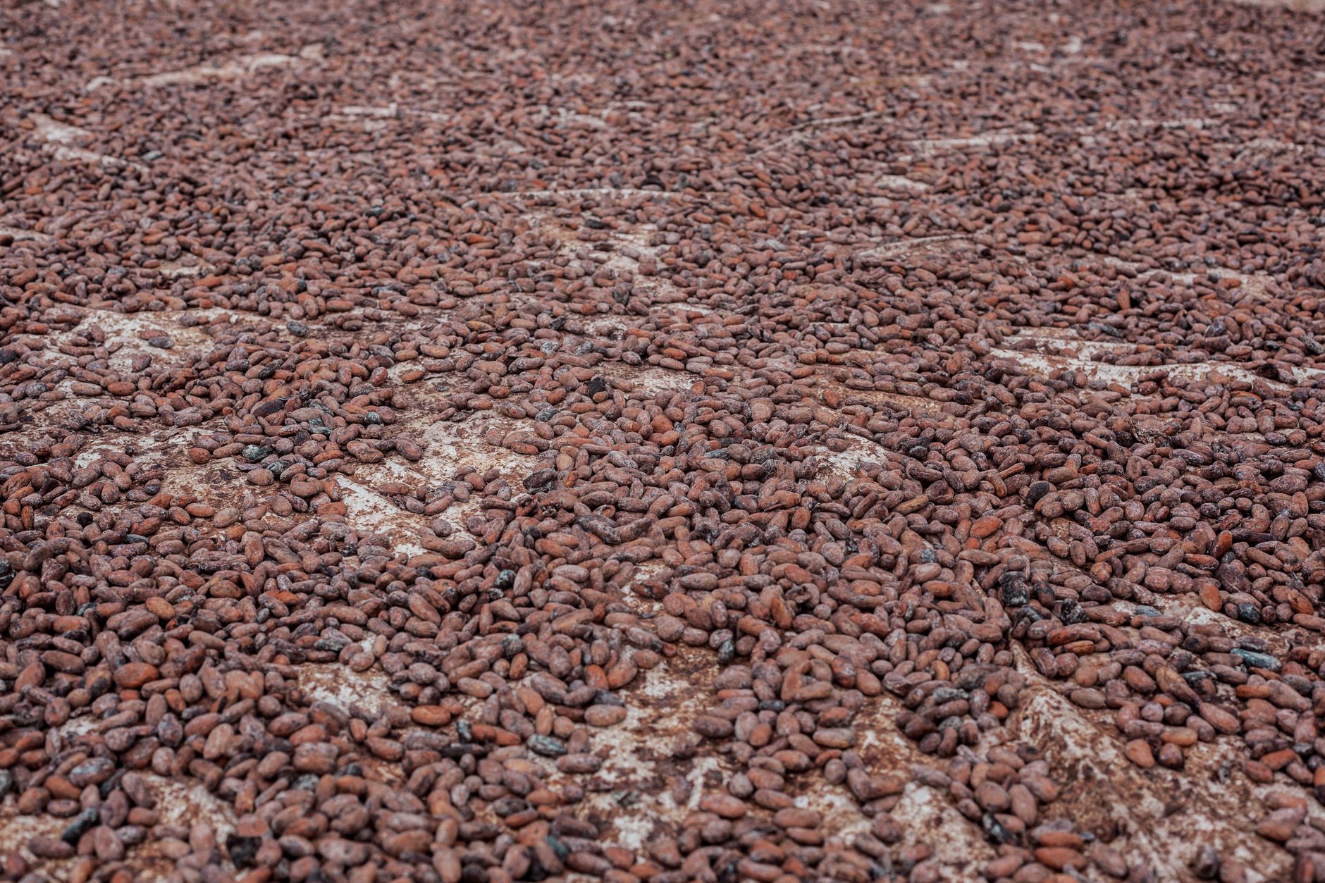Qayrun Hairiti Farm successfully grows cocoa after a decade of trial and research
