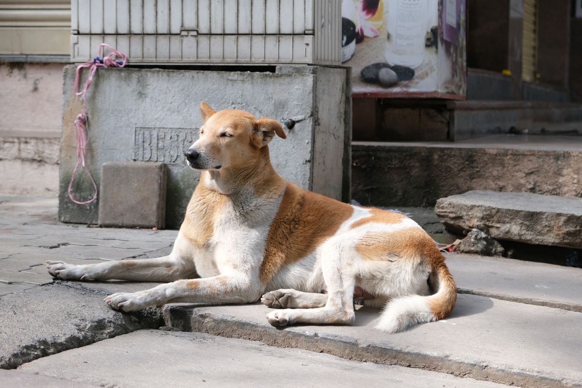 Congress Leader Highlights Stray Dog Menace at Khandwa Jan Sunwai