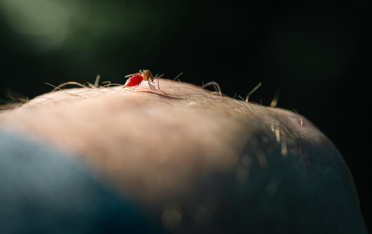 Mosquito Prevention Tips: ಸೊಳ್ಳೆಗಳು ಮನೆಯೊಳಗೆ ಬಾರದಂತೆ ತಡೆಯಲು ಇಲ್ಲಿವೆ ಸರಳ ಮಾರ್ಗಗಳು