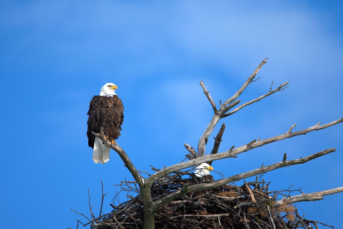 Jackie, the famous California bald eagle, dies after weeks of intensive care