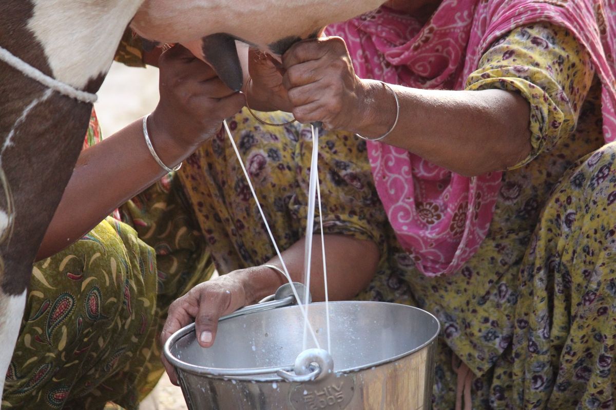 इस राज्य में बढ़े दूध के दाम, दही और पनीर भी महंगा, इतनी बढ़ गई कीमत?