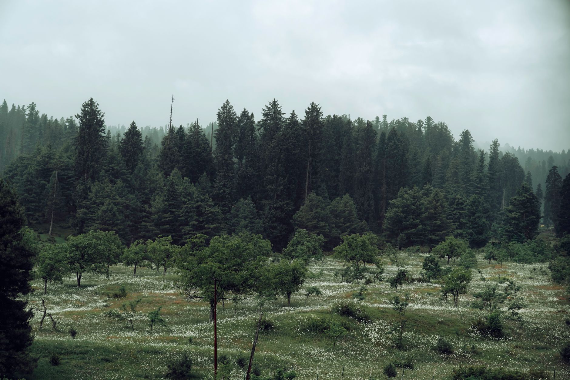 J&K speeds up FRA implementation; warns Forest Dept. against eviction notices