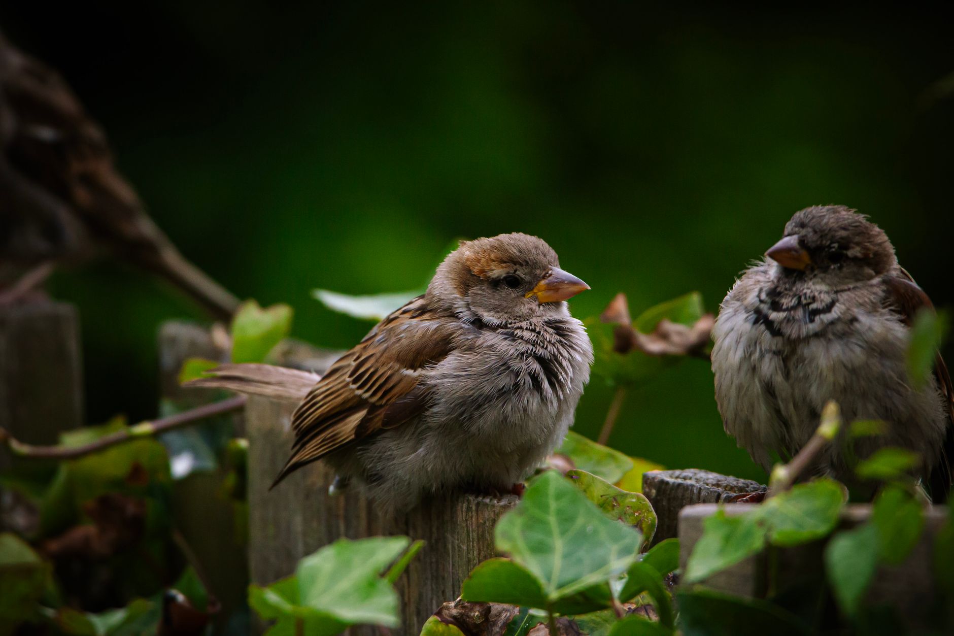 ‘I see you in my sleep / Awake, you are an absence I endure’: A poem for vanishing sparrows