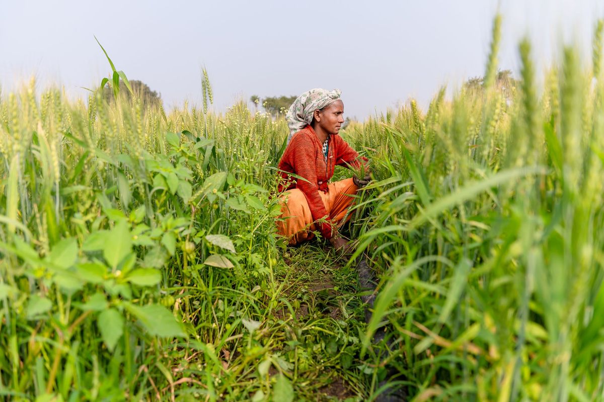 Rabi sowing plans sharpen amid rain worries