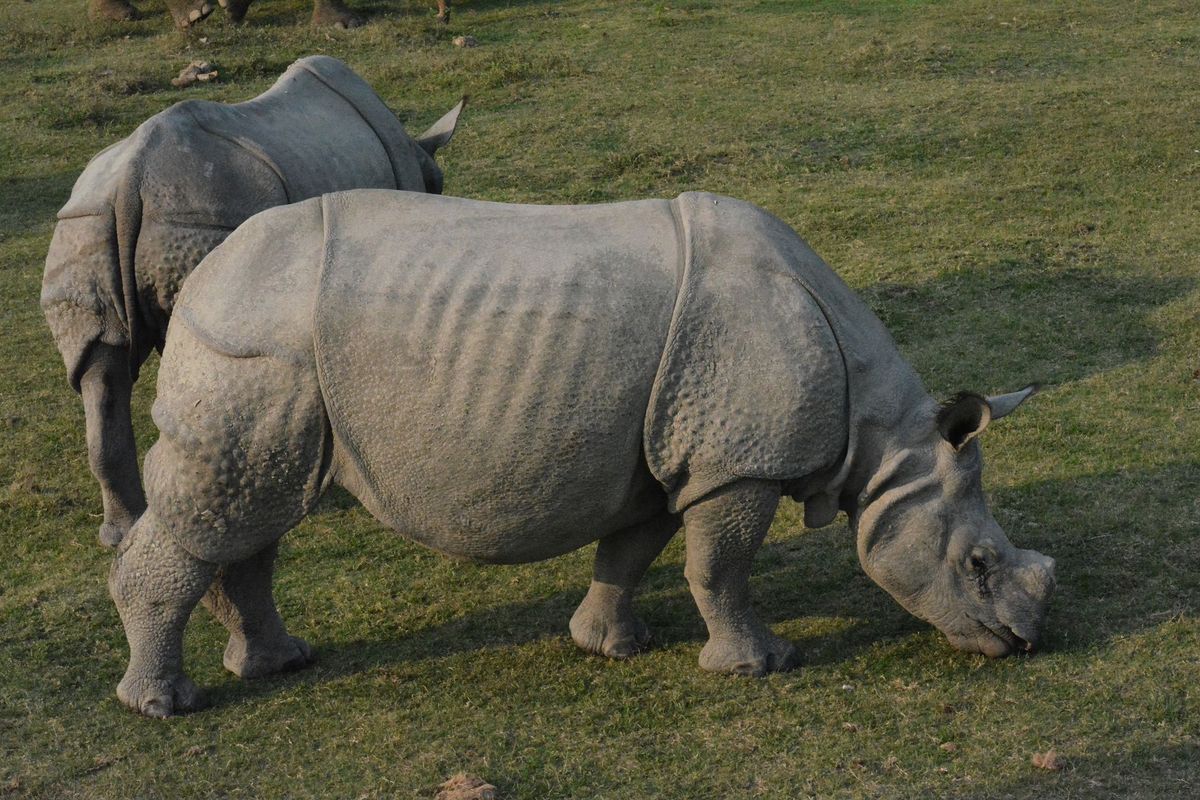 Assam: Rhino Horn Smuggler Arrested in Biswanath, Another Escapes
