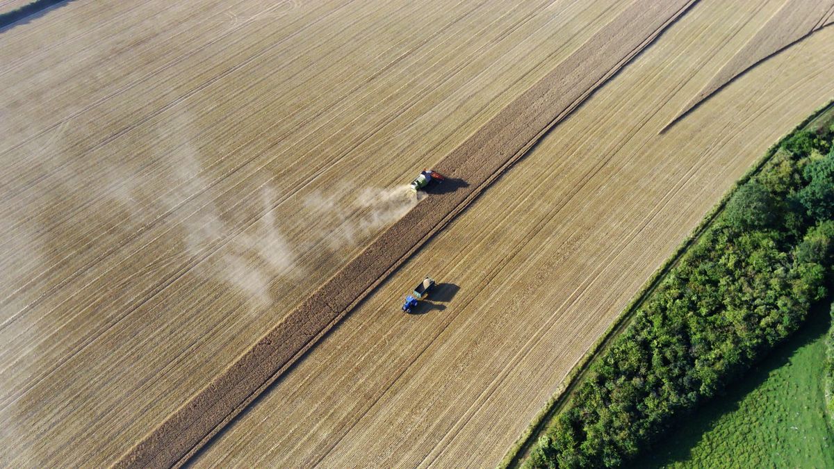 Food security fears mount as UK farmers battle drought