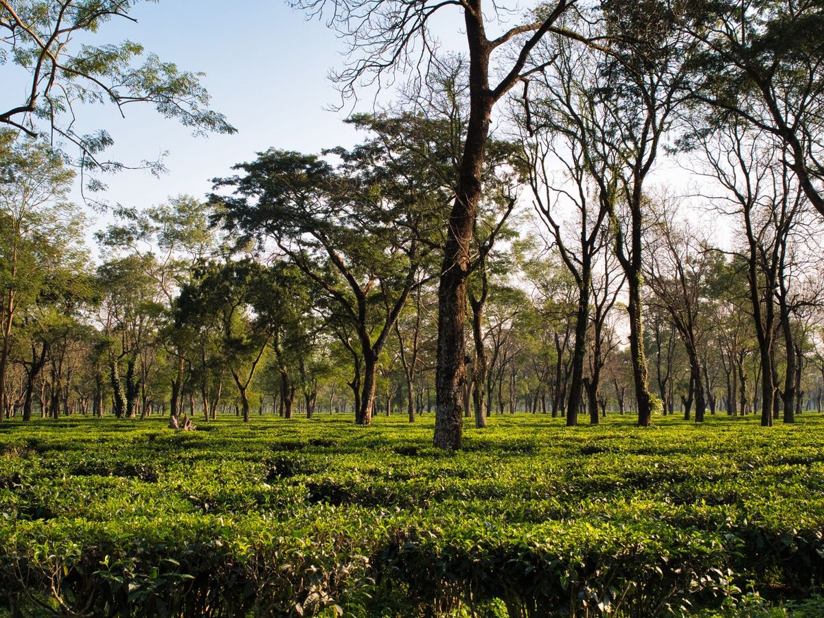 Assam: Missing 31-Year-Old Tea Garden Worker Found Dead in Mariani