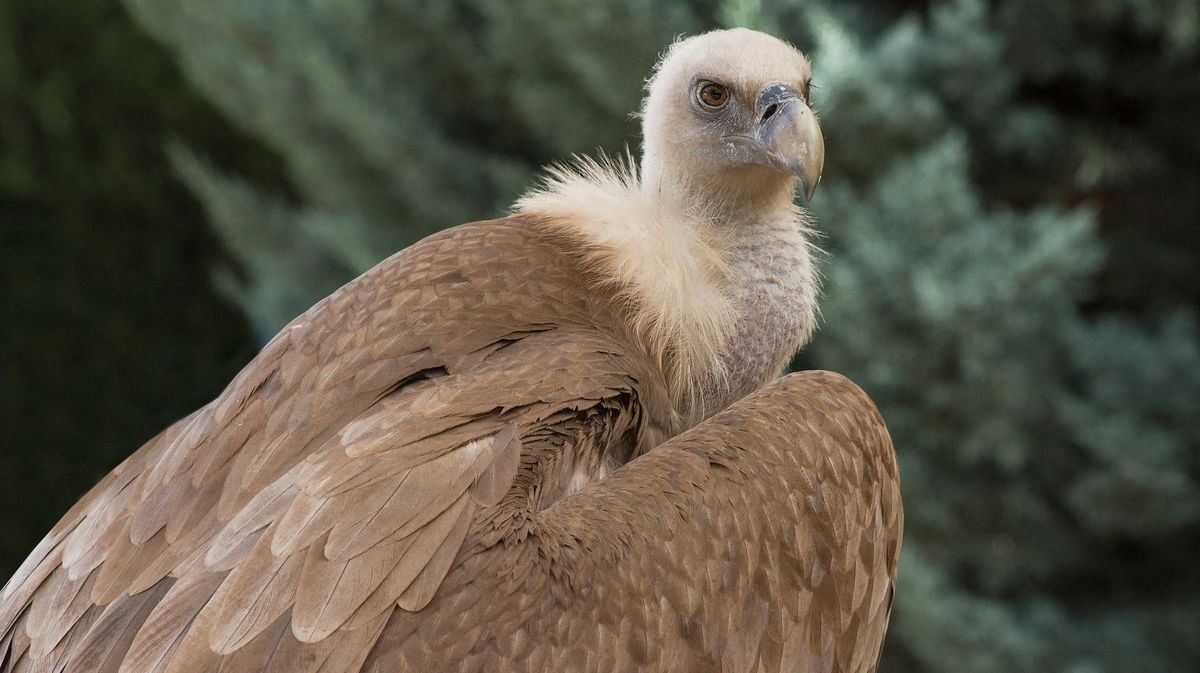 Rehabilitated Saudi vultures settle in Armenia and Iraq after epic regional journey
