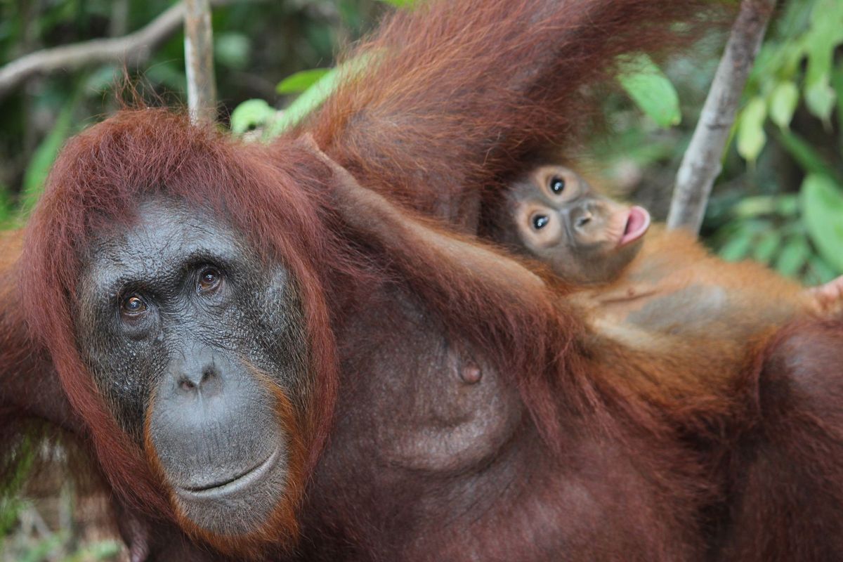 Indonesia seeks to bring back baby orangutans allegedly trafficked to India