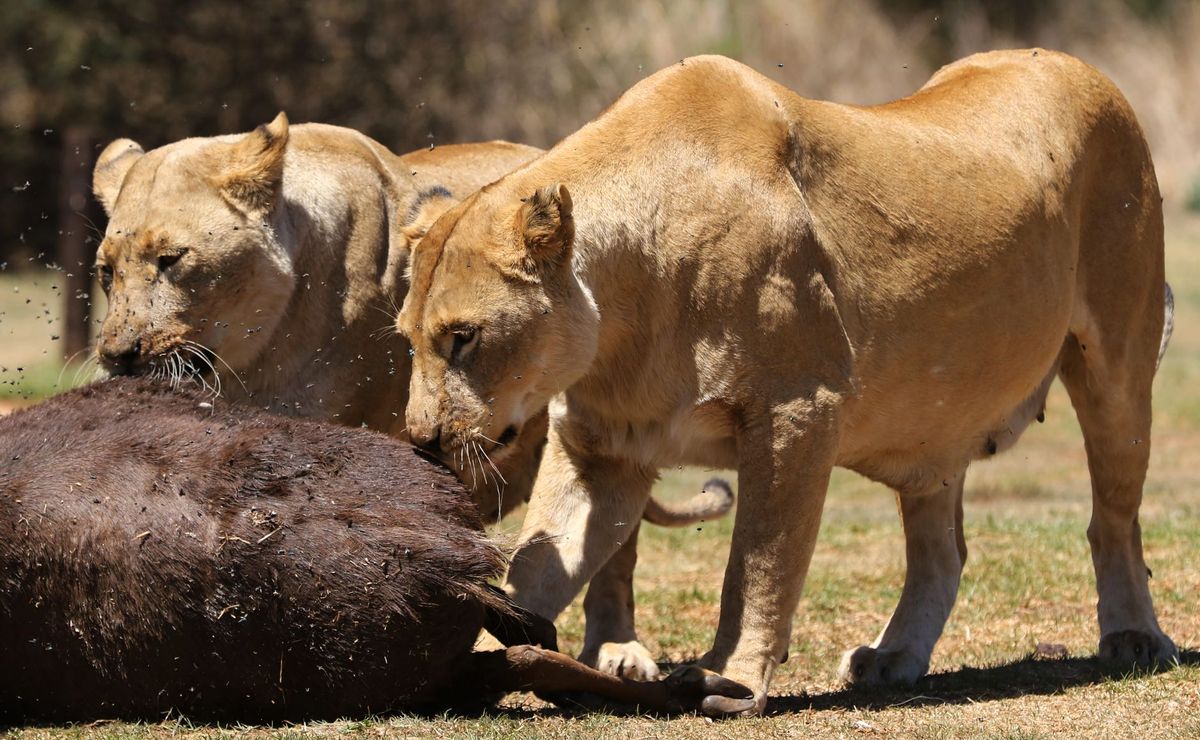 Ten lions found dead in suspected poisoning at Tanzania reserve
