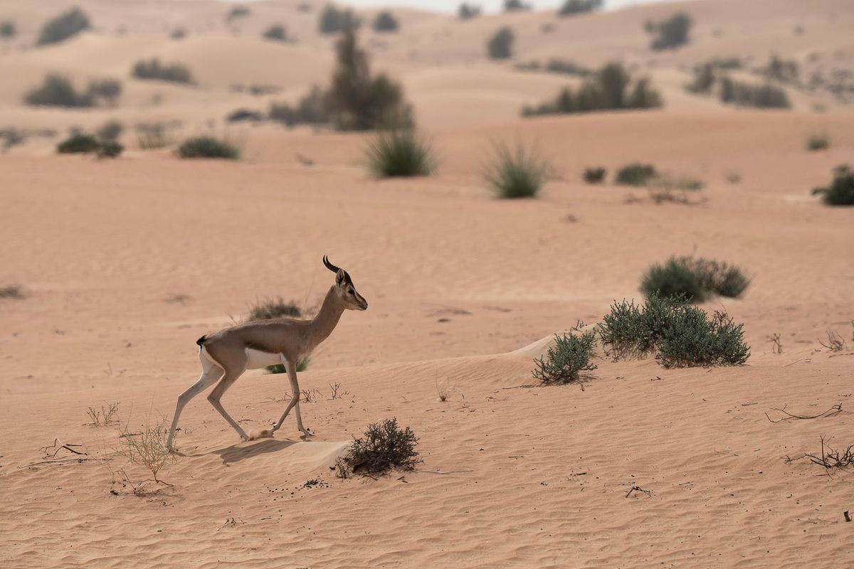 Imam Turki bin Abdullah Royal Nature Reserve records 3 Arabian gazelle births