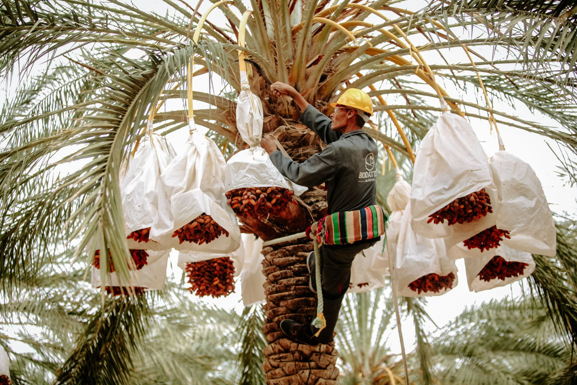 Buraidah International Dates Carnival opens with 75-day season