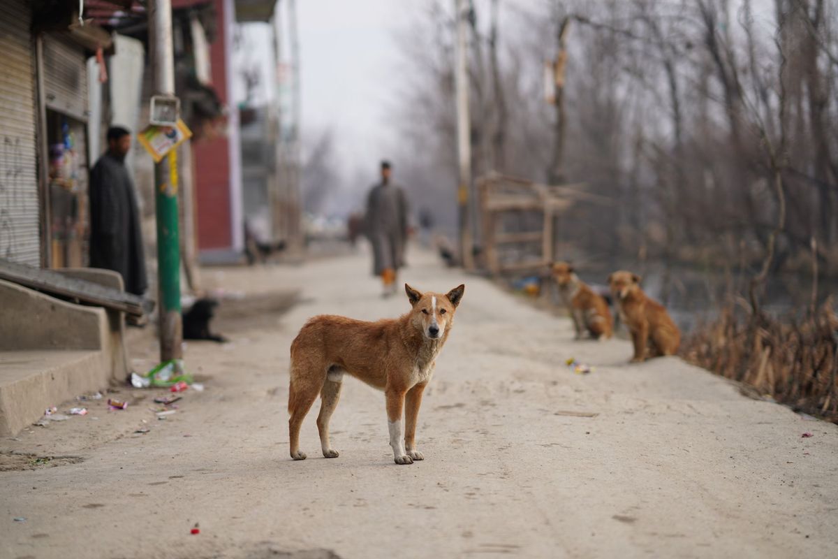 Kuwait Interior Ministry urges public to report stray dog gatherings