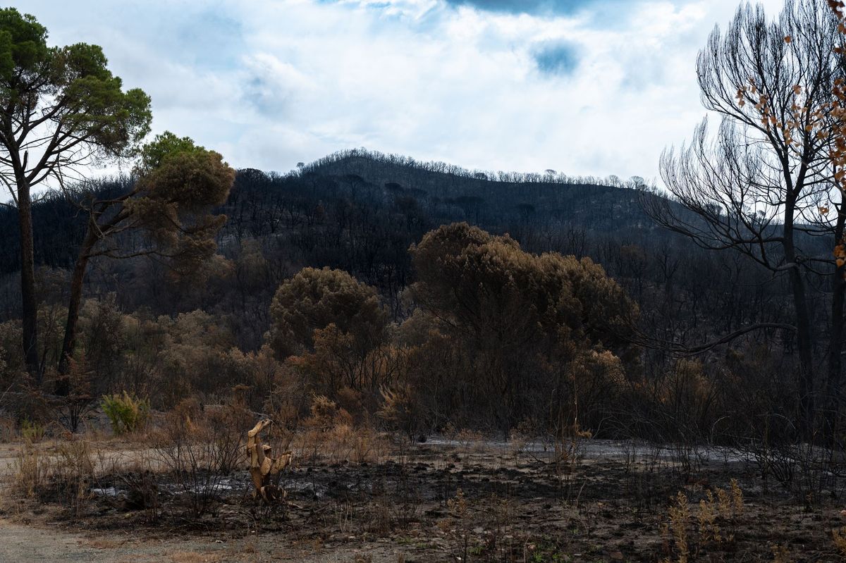 Hundreds arrested over French wildfires, but who is to blame?